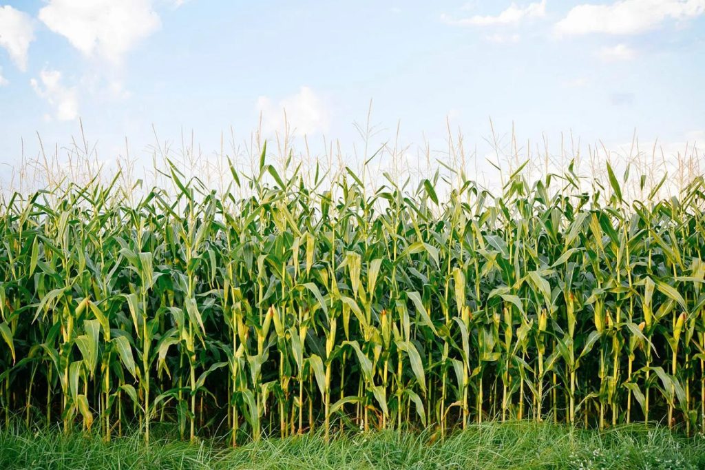 Best Farming Advice for Farmers: Insights from Shabeelle Rise LTD