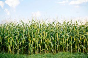 Best Farming Advice for Farmers: Insights from Shabeelle Rise LTD