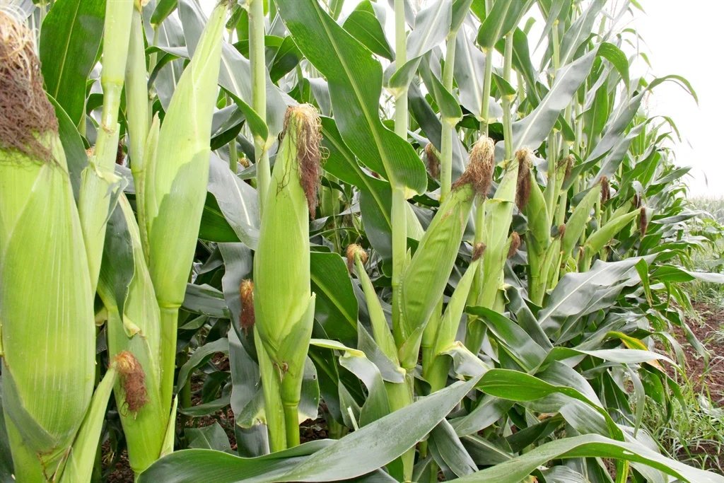 Introduction to Maize Farming A Comprehensive Guide