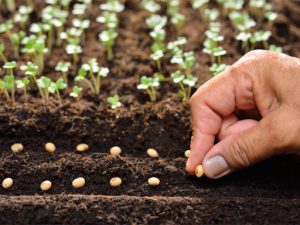 Seed Selection and Planting: A Comprehensive Guide for Successful Maize Farming by Shabeelle Rise Agriculture Company