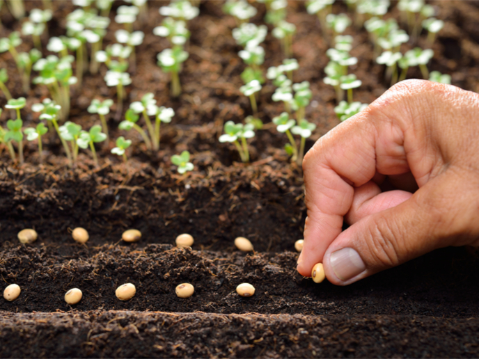 Seed Selection and Planting: A Comprehensive Guide for Successful Maize Farming by Shabeelle Rise Agriculture Company